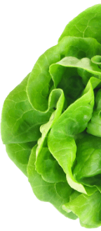 Close-up of fresh green lettuce leaves.